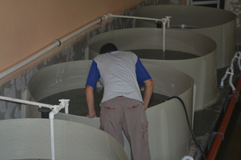 Бассейн для выращивания мальков