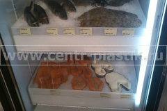 Фото №6. Лоток для выкладки рыбы на витрину (вид на холодильник)